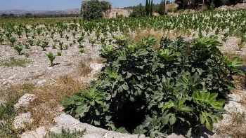 Sheep grazing, Tel Dotan